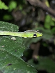 Oxybelis brevirostris