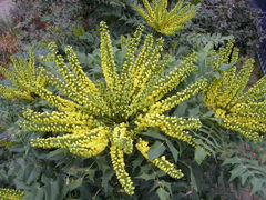Berberis