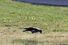 Corvus cornix
