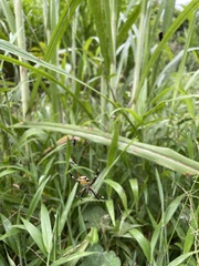 Argiope argentata