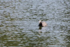 Fulica atra