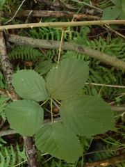 Rubus polonicus