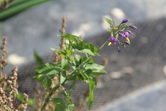 Solanum dulcamara