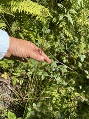 Juncus filiformis