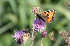 Aglais urticae