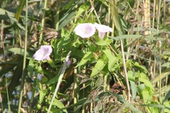 Calystegia sepium