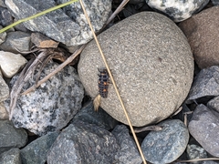 Coccinella transversoguttata