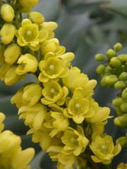 Berberis
