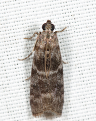 Actrix nyssaecolella