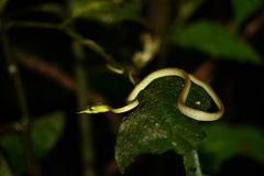 Oxybelis brevirostris