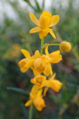 Berberis