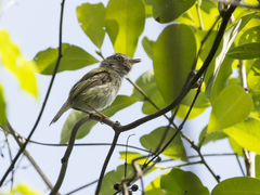 Atalotriccus pilaris