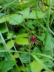 Rubus arcticus