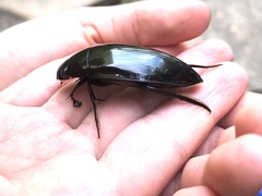 Hydrophilus insularis