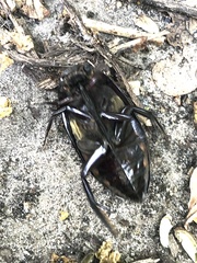 Hydrophilus insularis