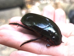 Hydrophilus insularis