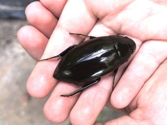 Hydrophilus insularis