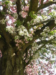 Malus