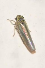 Zyginidia pullula