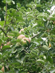 Malus