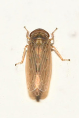 Paramesus major