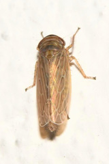 Paramesus major