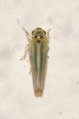 Zyginidia pullula