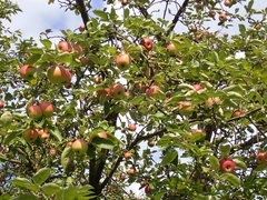 Malus