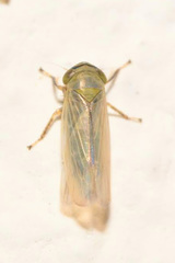 Limotettix striola