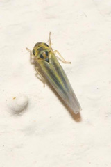 Zyginidia pullula