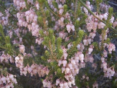 Erica glomiflora glomiflora