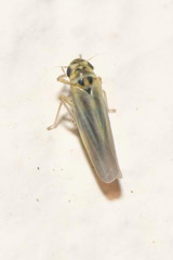 Zyginidia pullula