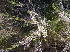 Erica glomiflora glomiflora