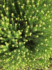 Chrysocoma coma-aurea