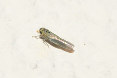 Zyginidia pullula