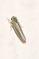 Zyginidia pullula