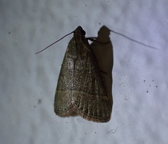 Hypsopygia nostralis
