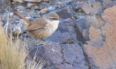 Ochetorhynchus ruficaudus