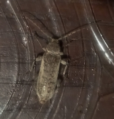 Trichoferus holosericeus