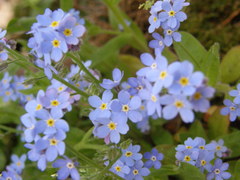 Myosotis