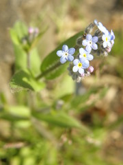 Myosotis