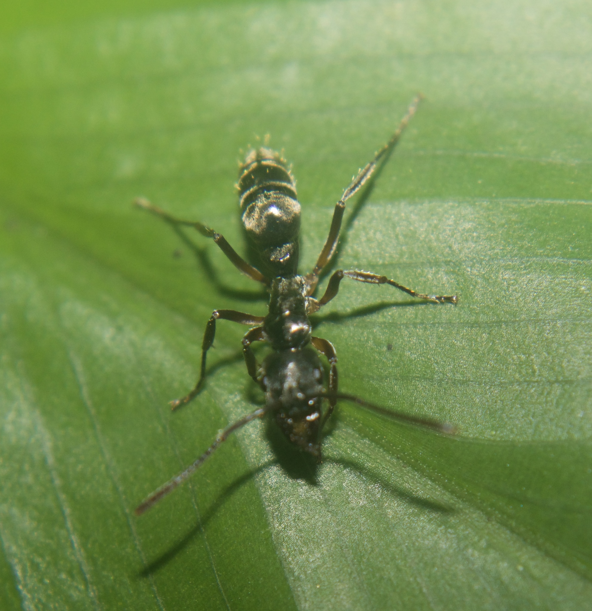 Neoponera unidentata