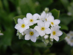 Myosotis