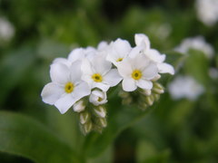 Myosotis