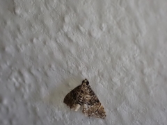 Microphysetica hermeasalis