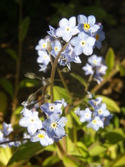 Myosotis