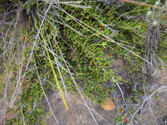 Diosma passerinoides