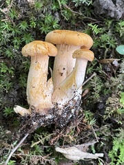 Cantharellus persicinus