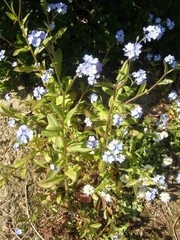 Myosotis