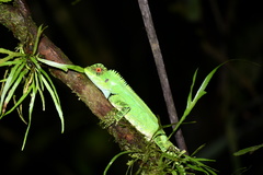 Enyalioides oshaughnessyi